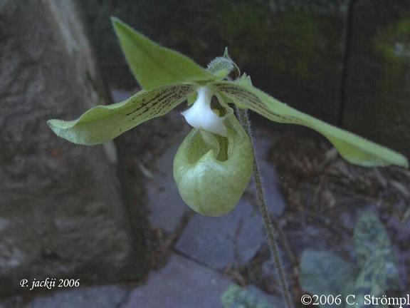 Paph Malipoense