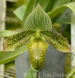 Paph Venustum