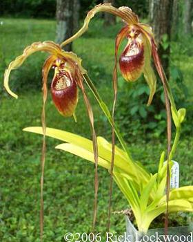 Phragmipedim Species caudatum Dark NEW Orchidee Orchideen 